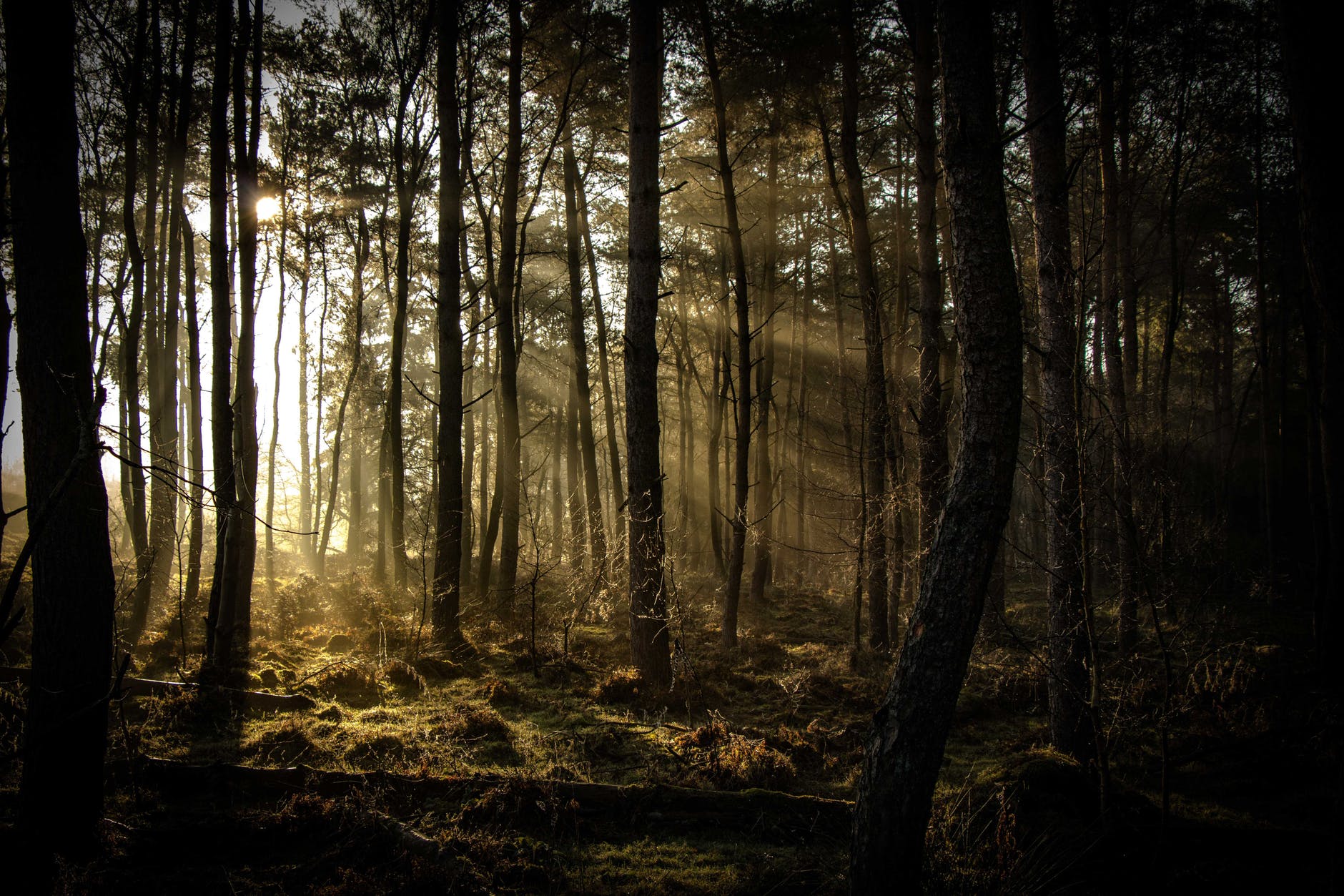 trees in a forest